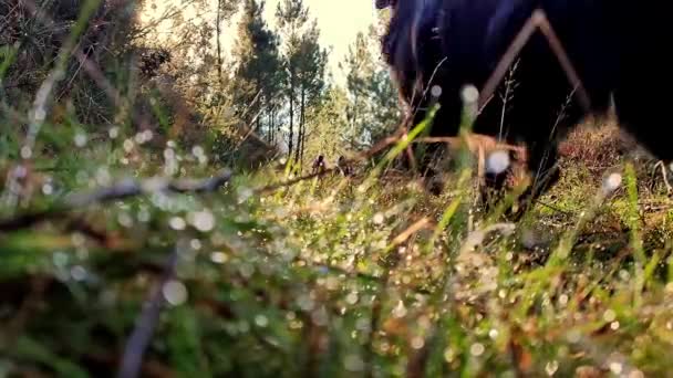 Hiker Feet Walking Dog Park Forest Young Woman Her Little — Video