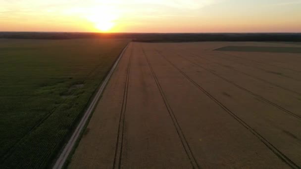 Flyger Över Gult Vetefält Vid Sommarkvällssolnedgången Vete Jordbruk Skörd Jordbruk — Stockvideo
