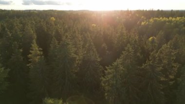 Rich green trees with sunbeams, atmospheric birds eye view of a rich, green forest. Drone shot flying over tree tops, Wood pines and firs in great wild nature. Concept wildlife and nature wide footage