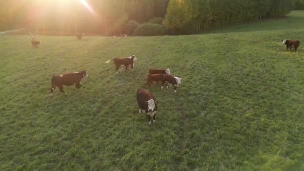 Різнокольорові Корови Променях Сонця Їдять Сіно Силос Стадо Дивовижних Барвистих — стокове відео