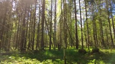 Beautiful morning in the forest, time lapse view of sun rays illuminating a beech forest in vivid shades of fresh green. Sun is shining through the trees, fast moving leaf. High quality FullHD footage
