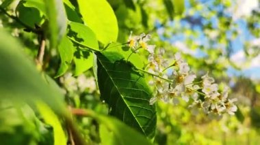 Closeup of blooming white pear flowers morning sunlight. Blossom apple tree with branches with sunshine on background. Bright floral scene with natural lighting. White flowers on a tree in soft sunset