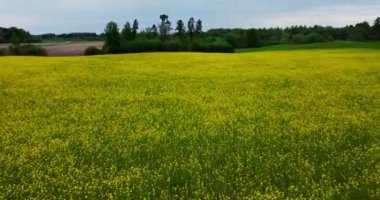 Blooming rapeseed field on a sunny day. Collect the pollen honey at spring, yellow flower blossom rapeseed canola agriculture field. Beautiful colorful plant low angle aerial fast moving motion blur 