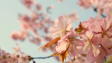Blossoms fall from trees against beautiful blur orchard blooming background slow motion. Spring view of opening Sakura flowers on branches Cherry tree. Falling cherry blossoms on sunny spring. Japan.