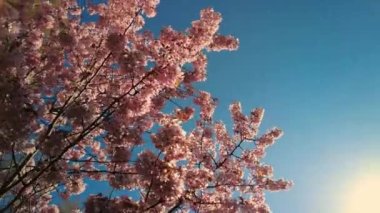 Blossoms fall from trees against beautiful blur orchard blooming background slow motion. Spring view of opening Sakura flowers on branches Cherry tree. Falling cherry blossoms on sunny spring. Japan.