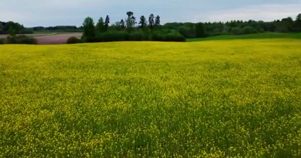 Blooming Rapeseed Field Sunny Day Collect Pollen Honey Spring Yellow — Αρχείο Βίντεο