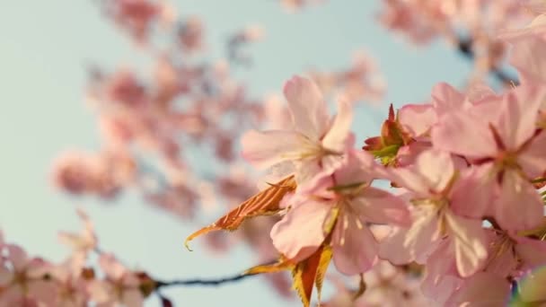 Blossoms Fall Trees Beautiful Blur Orchard Blooming Background Slow Motion — Stock Video