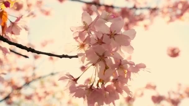 Pink Cherry Blooming Bright Sunrise Sky Cherry Branch Flowers Spring — Vídeo de stock