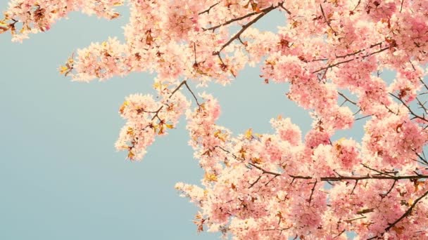 Spring Flowers Bloom Cherry Blossom Blossoming Cherry Tree Full Bloom — Stok video