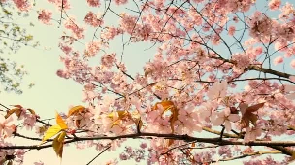 White Flowers Cherry Blossom Cherry Tree Japanese Sakura Hanami Cherry — Wideo stockowe