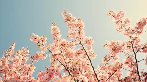 Flowering Cherry Flowers Pink Blue Natural Background Cherry Blossoms Fluttering — Vídeos de Stock