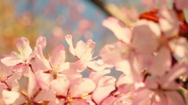 Flowering Cherry flowers on pink and blue natural background. Cherry blossoms are fluttering in the soft breeze and sunset color. Cherry blossom concept. Opening Spring Sakura flowers on Cherry tree. 