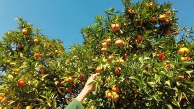 Woman picking orange at the garden. Ripe Orange Citrus fruits or tangerines hanging on a tree. Person Picking fresh Healthy organic juicy oranges produce from orange trees in agricultural field. 