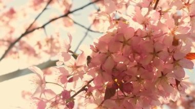 Peach tree blooming with sunrays, Shimmering rays of the sunset in the background. Spring cherry blossoms in full bloom, abstract video of cherry blossoms in the sun. Sakura Japan in spring time. 