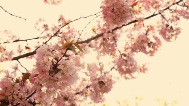 Blowing Cherry Blossoms under The Blue Sky in Spring. Fluttering in the Soft Breeze, Cherry Blossoms Sakura Flowers in A Japanese Garden in Spring. South Korea, Japan. Floral Pink Image. 