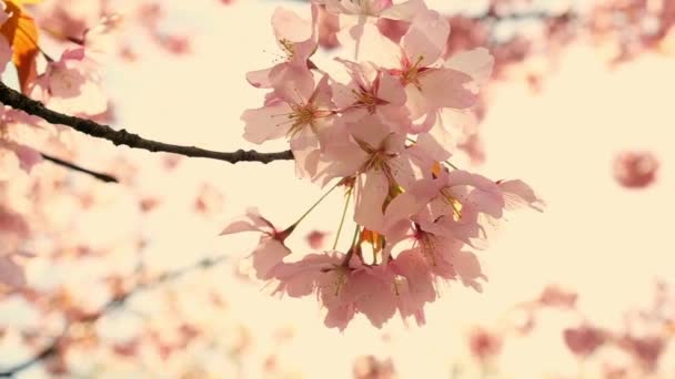 Slow Motion Honey Bees Pollinating Pink Cherry Blossoms Full Bloom — Stock Video