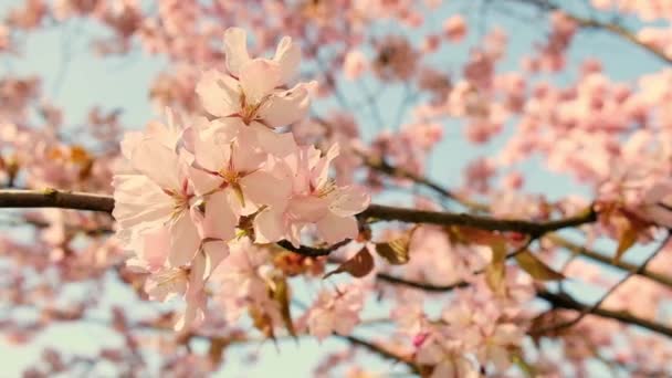 Blossoms Fall Trees Beautiful Blur Orchard Blooming Background Slow Motion — Stok video