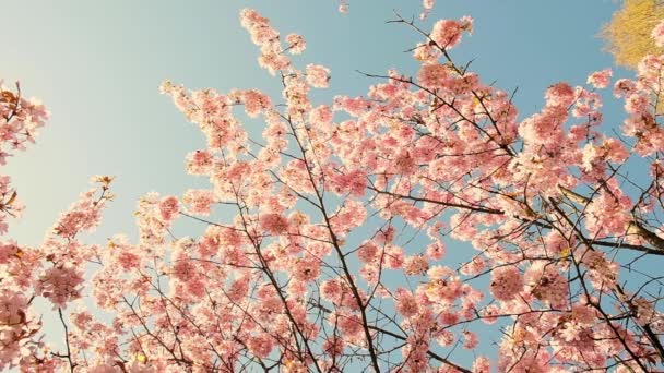 Flowering Cherry Flowers Pink Blue Natural Background Cherry Blossoms Fluttering — Stockvideo