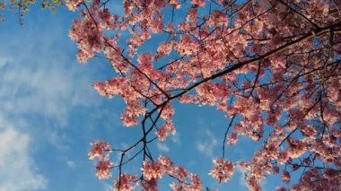 Blowing Cherry Blossoms under The Blue Sky in Spring. Fluttering in the Soft Breeze, Cherry Blossoms Sakura Flowers in A Japanese Garden in Spring. South Korea, Japan. Floral Pink Image.