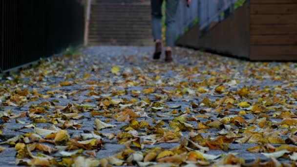 Unrecognizable Women Walking Autumn Street Walking Stone Stairs City Park — 비디오