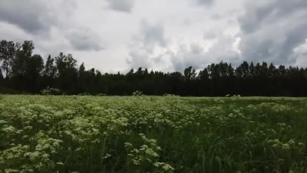 Timelapse Shot White Clouds Motion Blue Sky Green Grass Field — Vídeo de Stock