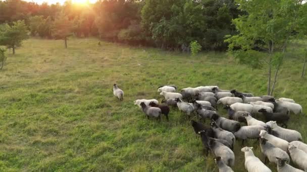 ドローンで空中ショット羊を追いかけ 羊の空中ビューをエスケープし 実行している 緑の牧草地で羊の放牧の群れ 羊が畑で食べている 白と茶色の羊 緑の草の草原 — ストック動画