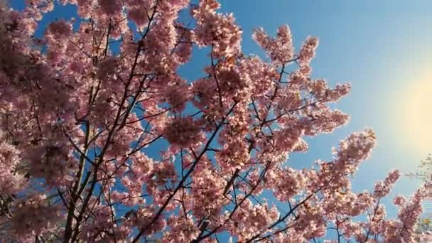 Peach Tree Blooming Sunrays Shimmering Rays Sunset Background Spring Cherry — Stok Video