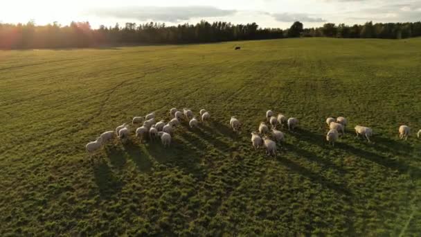 Aerial Shot Drone Chasing Sheep Aerial View Sheeps Escaping Running — Wideo stockowe