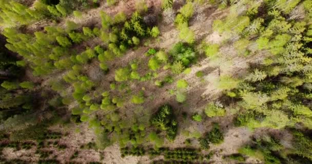 Aerial Top View Reforestation Pine Tree Forest Young Saplings Older — Stockvideo