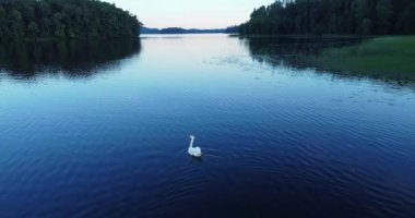 Swan on the lake with white feathers, largest flying birds on wide lake water with yellow sunlight reflections. Floating lonely swan in the water. Biodiversity awareness protection. High quality 