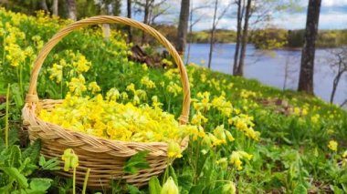 Yellow color Primrose Primula with yellow flowers in flowerbed in spring time. Woman hands picking up tea and placing it to the basket. Fresh yellow green tea leaves. Floral spring or summer blooming.