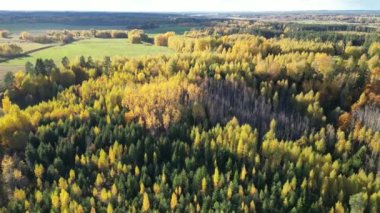 Epic Aerial Flight Over Mist Forrest Sunset Beautiful Fall Season Forrest Fields and River in Sunrise soft light. Aerial shot of red and yellow autumn trees, foggy and warm morning sun. Autumn foliage