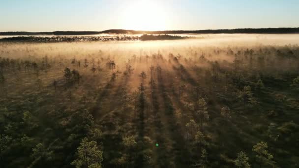 Vacker Utsikt Genom Myrar Soluppgången Tidig Sommarmorgon Med Soluppgång Och — Stockvideo