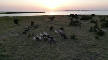 Aerial Shot with drone chasing sheep, aerial view of sheeps escaping and running. Flock of sheep grazing in the green meadow. Sheep are eating in the fields. White and brown sheep. Green grassy meadow