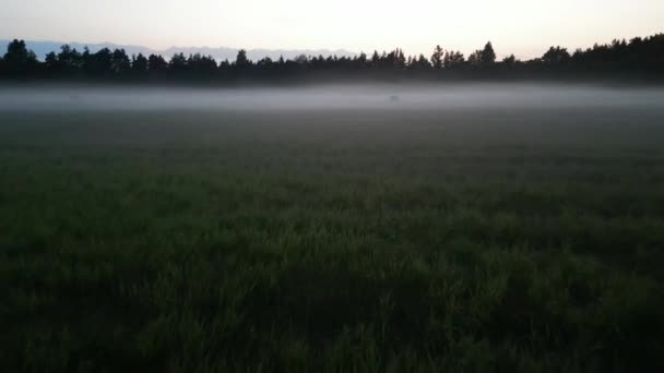 Σκοτεινό Μυστηριώδες Καλοκαιρινό Τοπίο Εξοχή Αγροτικό Τοπίο Καλυμμένο Πυκνή Ομίχλη — Αρχείο Βίντεο
