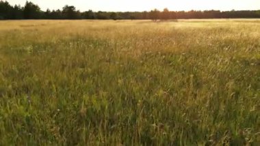 Wheat agriculture harvesting agribusiness concept, View of ripening wheat field at summer day. Large harvest of wheat in summer on the field landscape lifestyle. Drone flies over yellow wheat field.