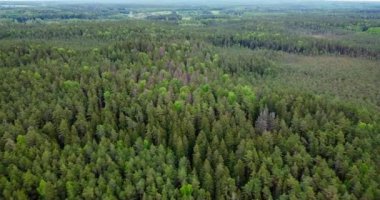 Tree tops against evening sky. Pine forest is a natural resource. Aerial view of forest in Sweden, Finland, Estonia. Drone shot flying over spruce conifer treetops. Top View In Summer Evening. 