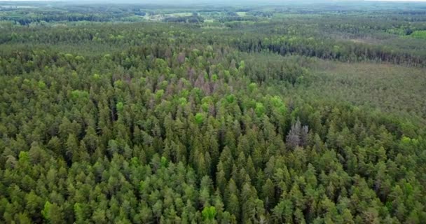 Tree Tops Evening Sky Pine Forest Natural Resource Aerial View — Stock videók