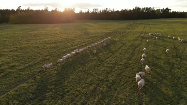Flock Sheep Running Green Field Wooly Sheep Lambs Summer Sunset — Stock Video