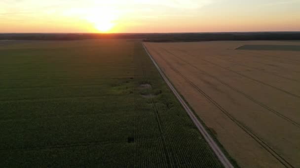 Létání Nad Žlutým Pšeničným Polem Při Západu Slunce Pšeničné Zemědělství — Stock video