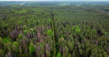 Zengin yeşil ağaçlar, atmosferik kuşlar zengin, yeşil bir ormanın manzarası. İHA atışı ağaç tepeleri ve göl üzerinde uçuyor. Büyük vahşi doğada çam ağaçları ve köknar. Vahşi yaşamı ve doğanın geniş görüntülerini kavra.