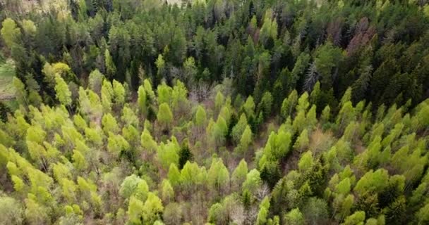Vista Aérea Árboles Muertos Con Bosque Verde Árboles Muertos Dañados — Vídeo de stock