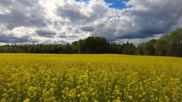 Időzített Nézet Repcemagmezőre Felhők Mozognak Egy Virágzó Repcemagmezőn Egy Napsütéses — Stock videók