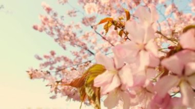 Spring flowers bloom. Cherry Blossom Blossoming Cherry Tree In Full Bloom On Blue Sky Background, Sakura Flower. Japanese Garden in Spring. Flowering of a Fruitful Plant. Fresh Blossoms Petals.