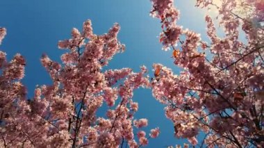 Peach tree blooming with sunrays, Shimmering rays of the sunset in the background. Spring cherry blossoms in full bloom, abstract video of cherry blossoms in the sun. Sakura Japan in spring time.