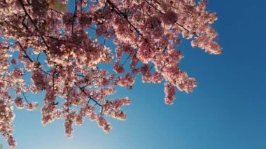 Flowering Cherry flowers on pink and blue natural background. Cherry blossoms are fluttering in the soft breeze and sunset color. Cherry blossom concept. Opening Spring Sakura flowers on Cherry tree