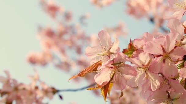 Slow Motion Honey Bees Pollinating Pink Cherry Blossoms Full Bloom — Vídeo de Stock