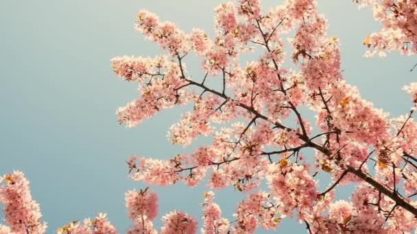 Pink Cherry Blooming Bright Sunrise Sky Cherry Branch Flowers Spring — Αρχείο Βίντεο
