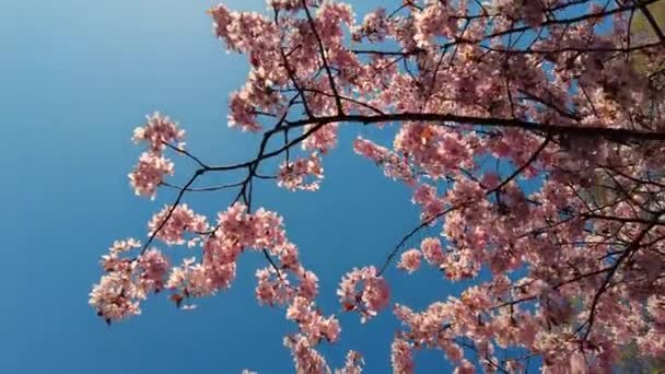 Blowing Cherry Blossoms Blue Sky Spring Fluttering Soft Breeze Cherry — Stockvideo