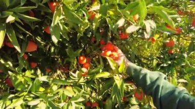 Woman picking orange at the garden. Ripe Orange Citrus fruits or tangerines hanging on a tree. Person Picking fresh Healthy organic juicy oranges produce from orange trees in agricultural field. 